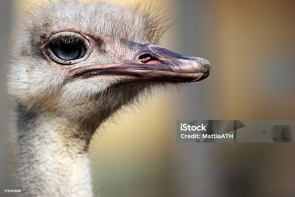 Testa di struzzo (Struthio camelus) - Foto stock royalty-free di Africa