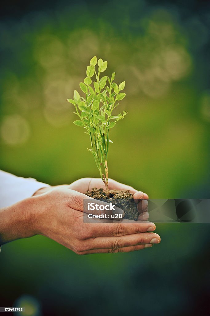 La planta en manos de los - Foto de stock de Adulto libre de derechos