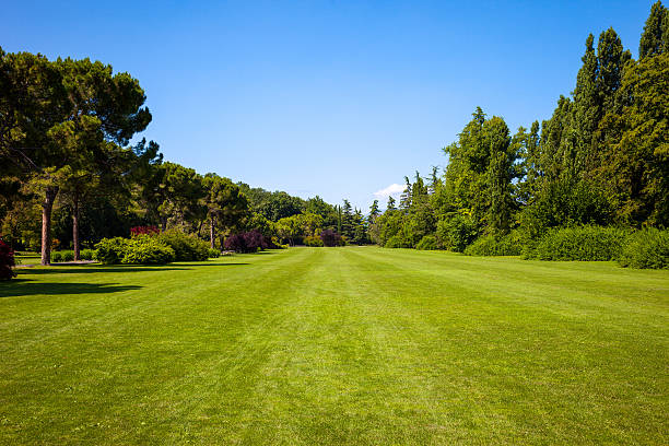 istock Green Lawn and Trees 173493922