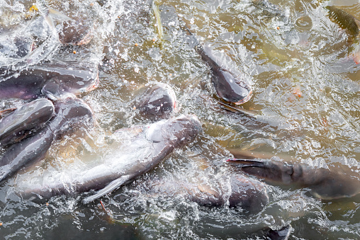 Crowd of many freshwater fish hungry such as catfish, snakehead fish, snake fish and other scramble for eat a food in river when feed
