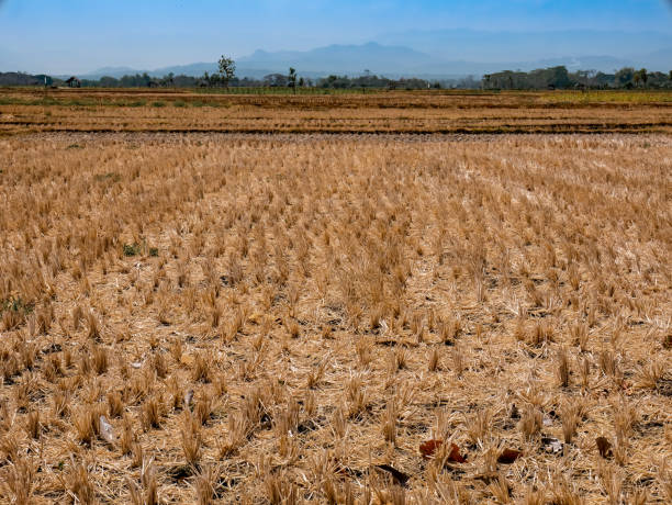 istock Dry rice fields after harvest with hills in the background 1734944760