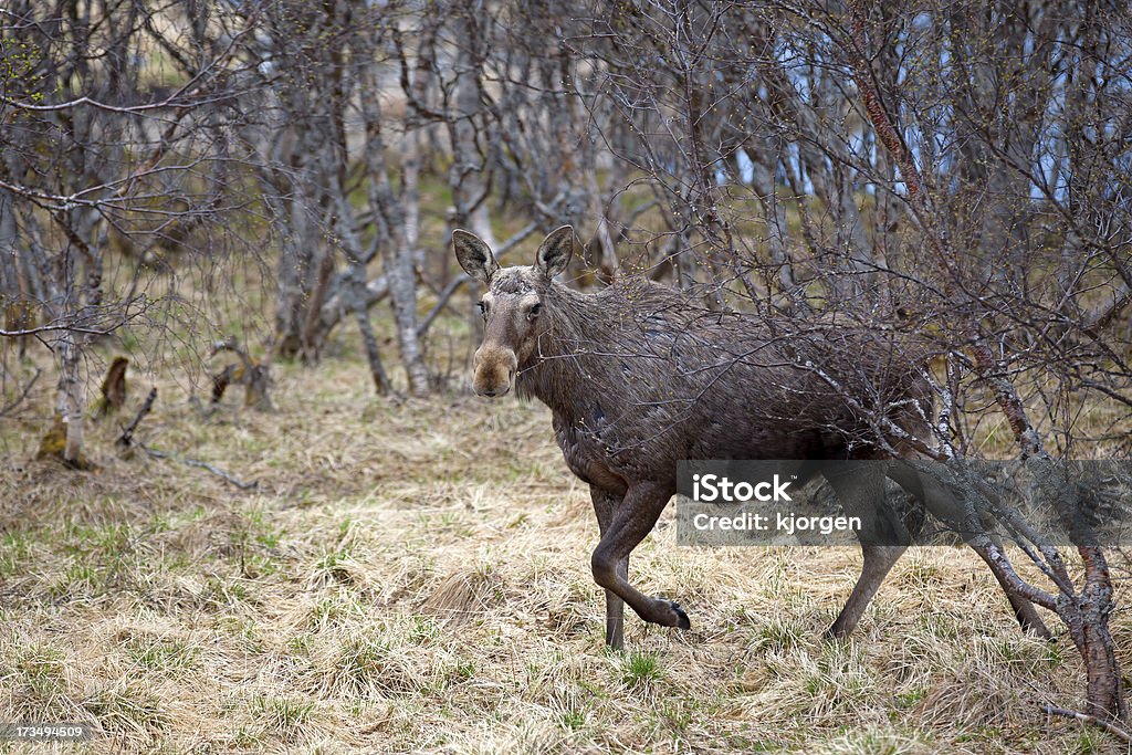 Wild de alce - Foto de stock de Alce royalty-free