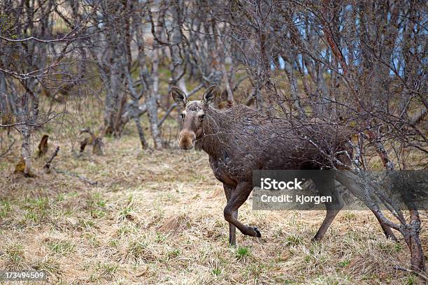 Foto de Wild De Alce e mais fotos de stock de Alce - Alce, Animal selvagem, Grama