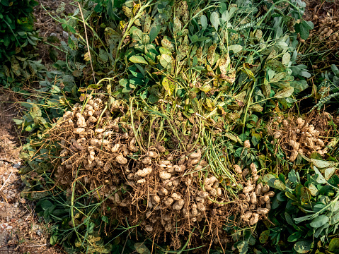 Peanuts that have just been harvested are placed on the edge of the field