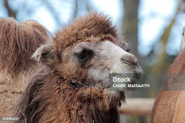 Head Of A Camel Stock Photo - Download Image Now - Animal, Animal Body Part, Animal Hair - iStock Head Of A Camel Stock Photo - Download Image Now - Animal, Animal Body Part, Animal Hair - iStock