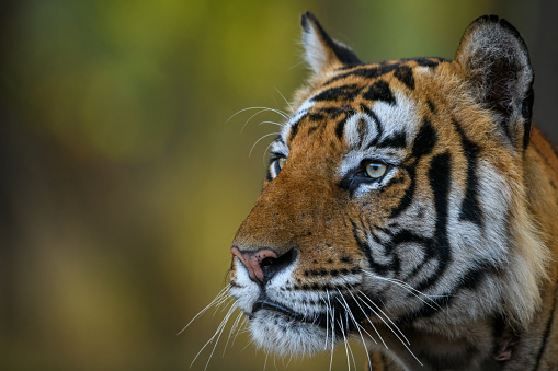 Front-right profile of a male tiger gazing intensely at Tala zone, Bandhavgarh National Park, India