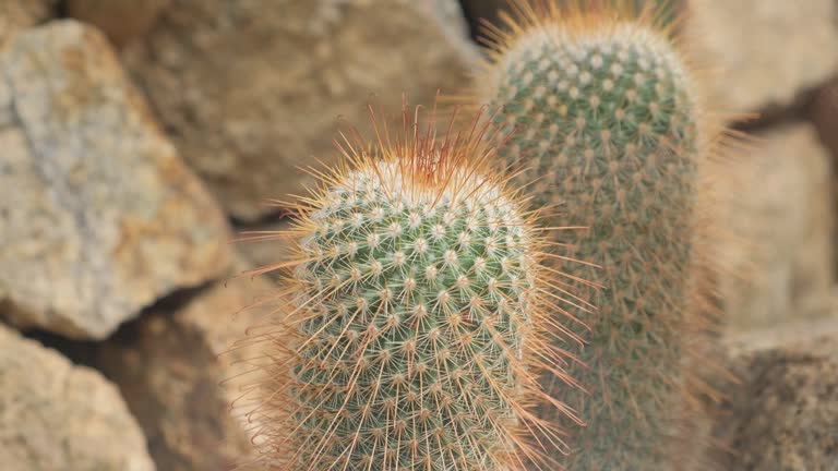 A close-up view of a cactus. California cactus of the cactus family