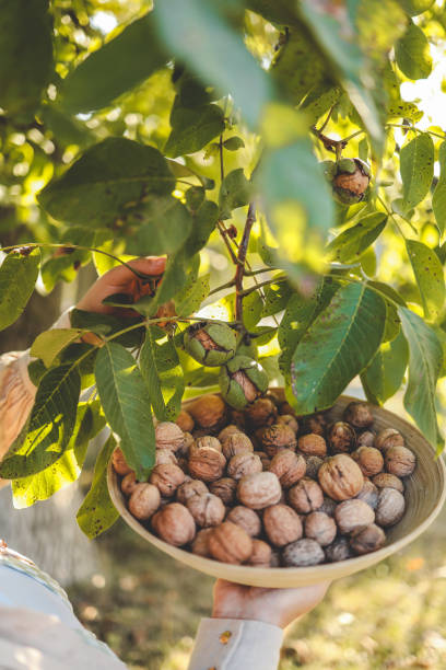istock Walnut tree with big nuts in green shell close up, harvesting time 1734957830