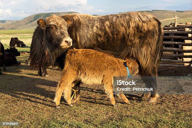 Braune Kuh Und Kalb Saugen Stockfoto und mehr Bilder von Agrarbetrieb - Agrarbetrieb, Braun, Domestizierte Tiere