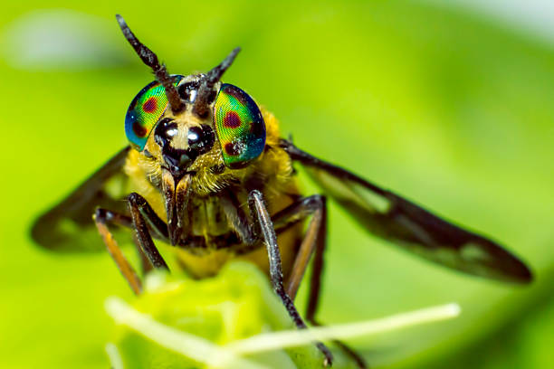 istock Portrait of a Horse-fly 173496694