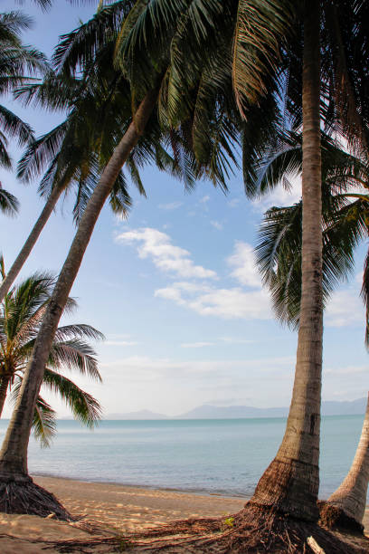 istock Palm trees on the beach in Thailand. 1734968836
