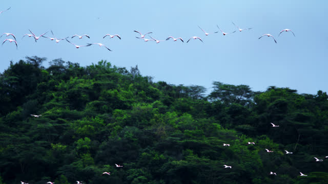 SLO MO A flock of flamingos flies across a tropical forest in a nature park in Tanzania