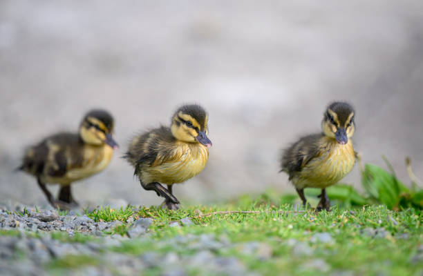istock Three fluffy ducklings walking by the lake. 1734979153