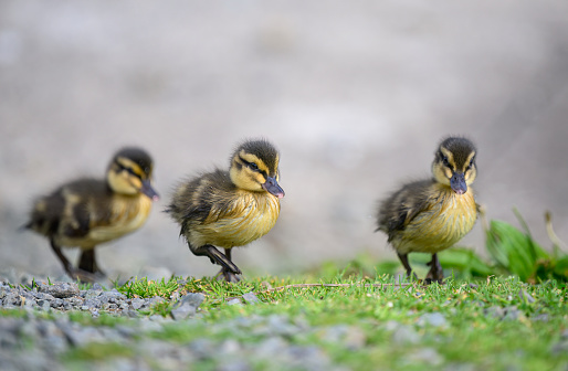 Three fluffy ducklings walking by the lake.