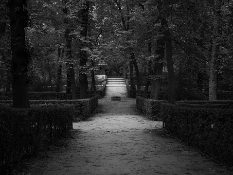 Camino en el Parque del Retiro, Madrid
Path in Retiro Park, Madrid