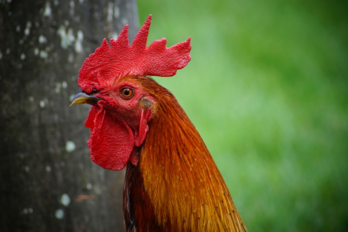 Closed Up Beautiful Rooster Stock Photo - Download Image Now - Agriculture,  Animal, Authority - iStock