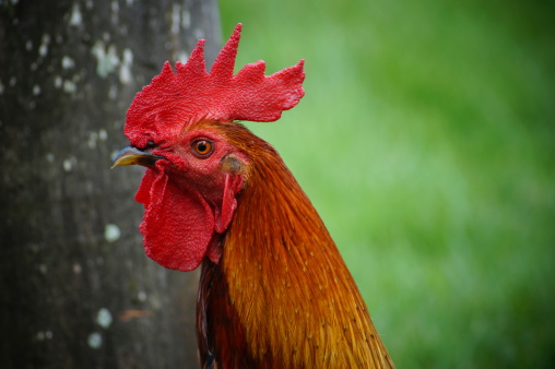 Closed Up Beautiful Rooster Stock Photo - Download Image Now - Agriculture, Animal, Authority - iStock Closed Up Beautiful Rooster Stock Photo - Download Image Now - Agriculture, Animal, Authority - iStock