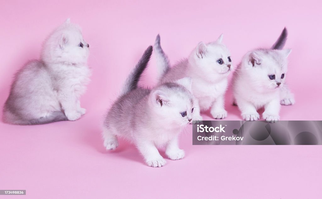 Piccolo gattino - Foto stock royalty-free di Animale