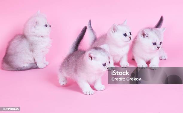 Piccolo Gattino - Fotografie stock e altre immagini di Animale - Animale, Animale da compagnia, Animale domestico