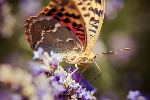 istock Beautiful butterfly sitting on lavender plants 173499153