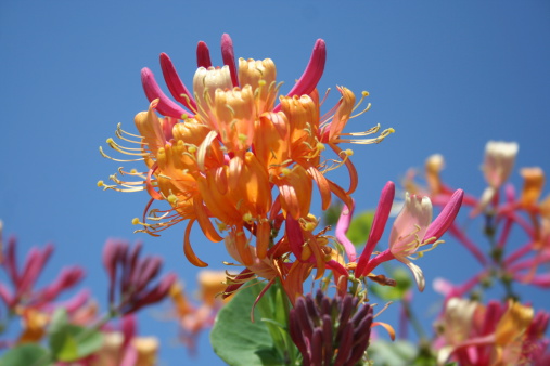 Multicolored Honeysuckle with blue sky as background which is growing in the Mediterranean area, Costa Blanca, Spain