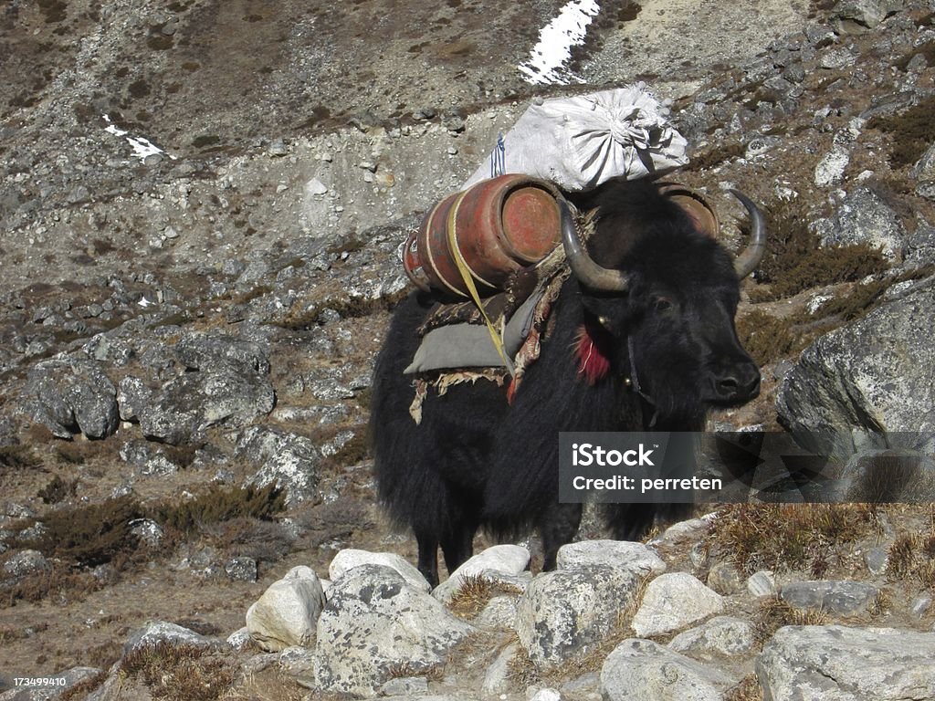 Yak transportant des bouteilles de gaz - Photo de Asie libre de droits