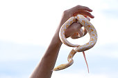 Pet snake in hand