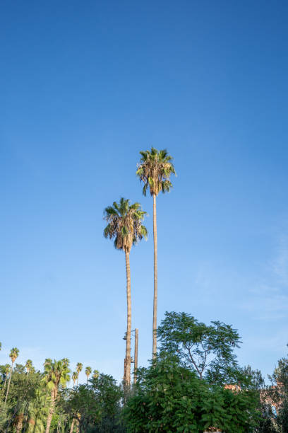 istock Palm trees in a park of Marrakech, Morocco during a bright sunny day 1735003718