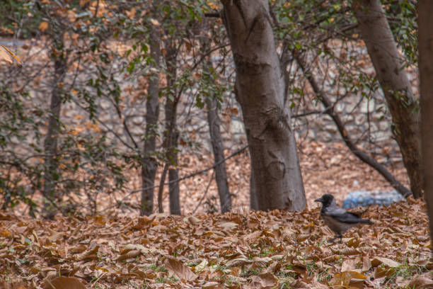 Crows are beautiful in any nature
