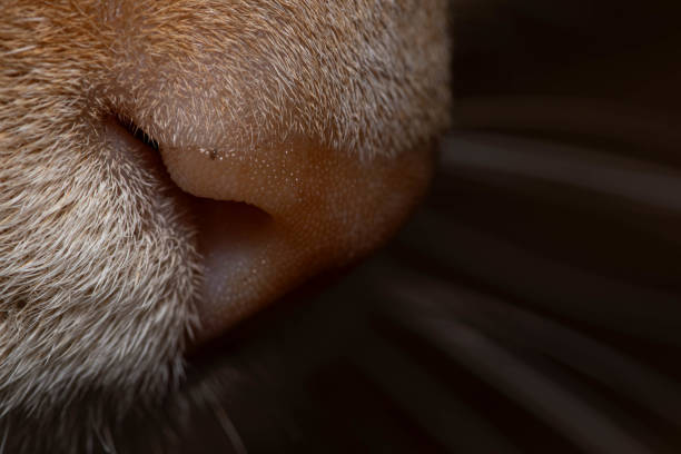 istock The nose of a ginger cat 1735015665