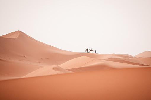 Camel trek during sunrise with tourists in the sahara desert, Merzouga Morocco. High quality photo