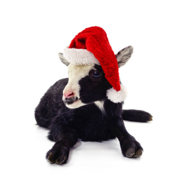istock Black goat in christmas hat. 1735021722