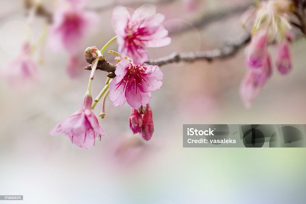 Flores da primavera - Foto de stock de Abstrato royalty-free