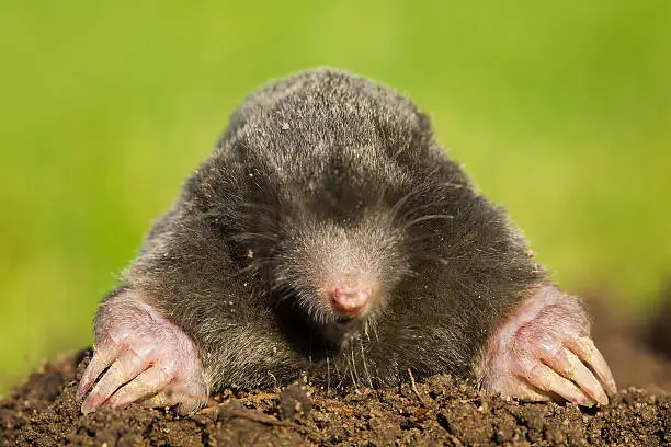 black mole in open air, molehill