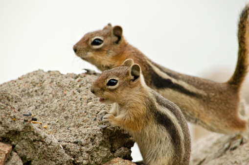 Curious chipmunks are looking for some food