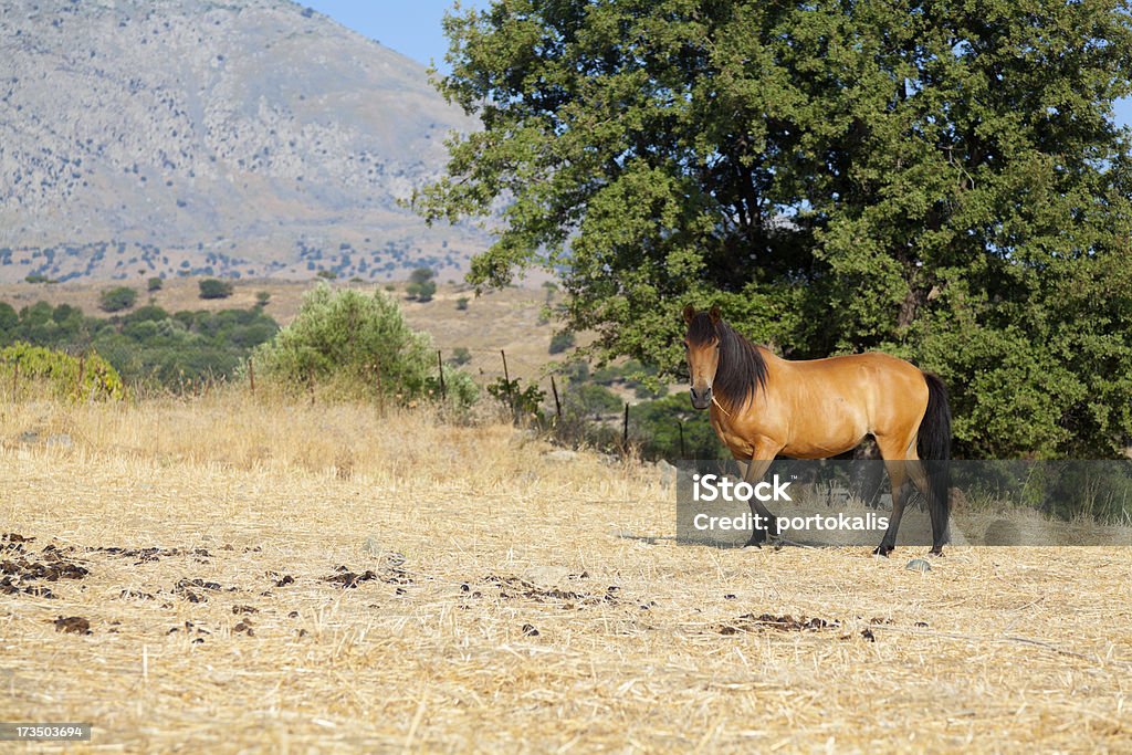 Paesaggio con cavallo - Foto stock royalty-free di Albero