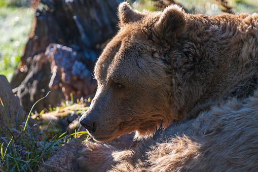 Big brown bear face in the Carpathian mountains on a autumn day, close up. Ukraine. Brown bear resting in a clearing in the forest