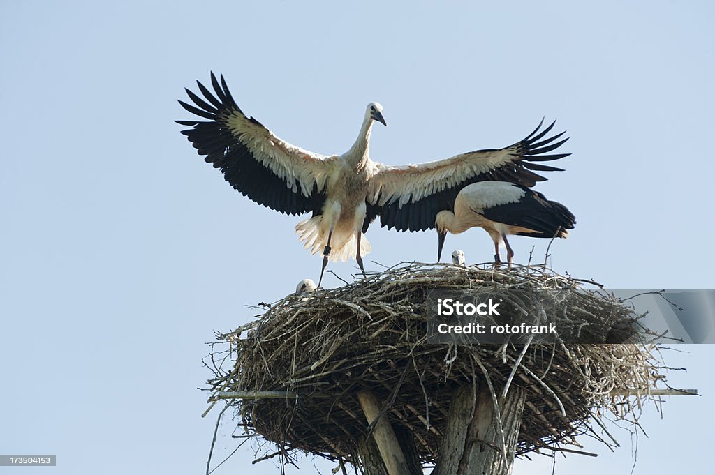 Bocian's nest z młodych storks - Zbiór zdjęć royalty-free (Bocian biały)