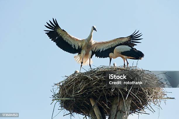 Bocians Nest Z Młodych Storks - zdjęcia stockowe i więcej obrazów Bocian biały - Bocian biały, Dziób - Pysk, Fotografika