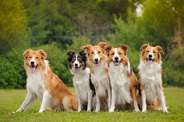 istock group of five happy dogs border collie 173504268
