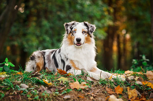 istock young merle Australian shepherd portrait in autumn 173504620