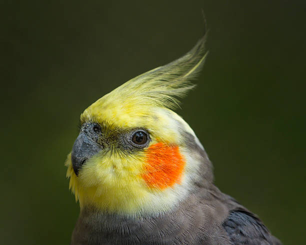 istock Colorful Cockatiel 173504940