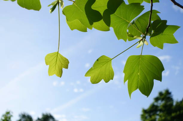 istock leaf of Liriodendron tulipifera 1735053893