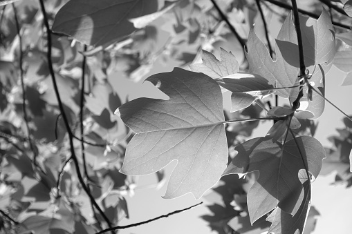 leaf of Liriodendron tulipifera