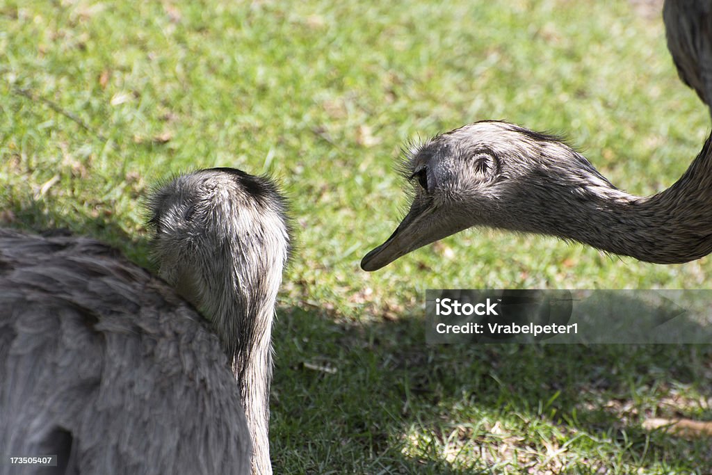 Dwa emu (Dromaius novaehollandiae) - Zbiór zdjęć royalty-free (Czujność)