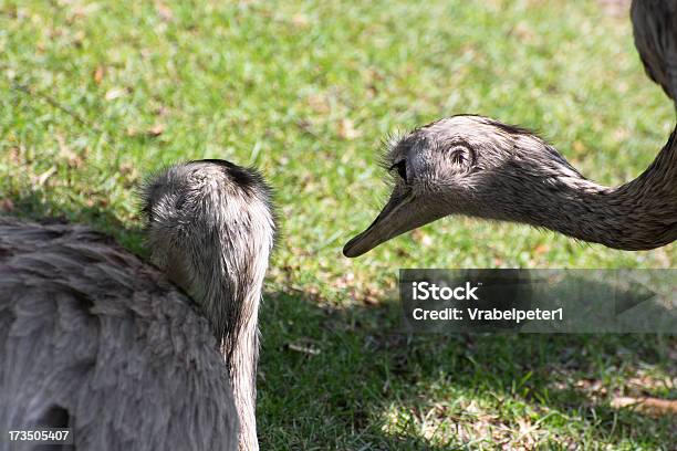 Dwa Emu - zdjęcia stockowe i więcej obrazów Czujność - Czujność, Część ciała zwierzęcia, Dwa zwierzęta