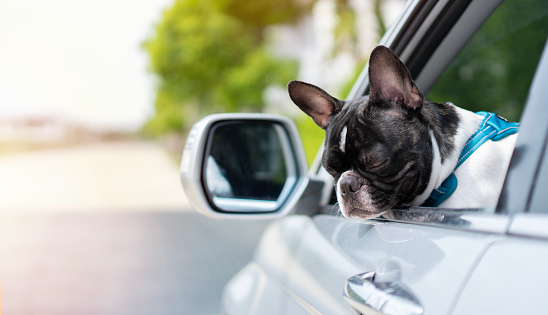 Tired black and white French bulldog sleeping on a car during a family road trip. Pet sleeping, selective focus, copy space.
