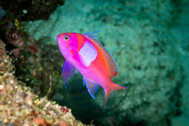 Squarespot Anthias Pseudanthias pleurotaenia The Squarespot Anthias (Pseudanthias pleurotaenia) is a dazzling reef fish found in the Indo-Pacific region. It is known for its vibrant and intricate coloring, featuring shades of pink, yellow, and purple. This Anthias species exhibits sexual dimorphism, with males sporting more vivid colors and elongated dorsal fin extensions. They live in social groups within coral formations, using the reef's nooks and crannies for shelter. Squarespot Anthias are relatively small, typically reaching around 3-4 inches in length. They feed on zooplankton and are vital in reef ecosystems for their role in controlling prey populations. Their stunning appearance and social behaviors make them a popular sight among divers and aquarists. pseudanthias pleurotaenia stock pictures, royalty-free photos & images