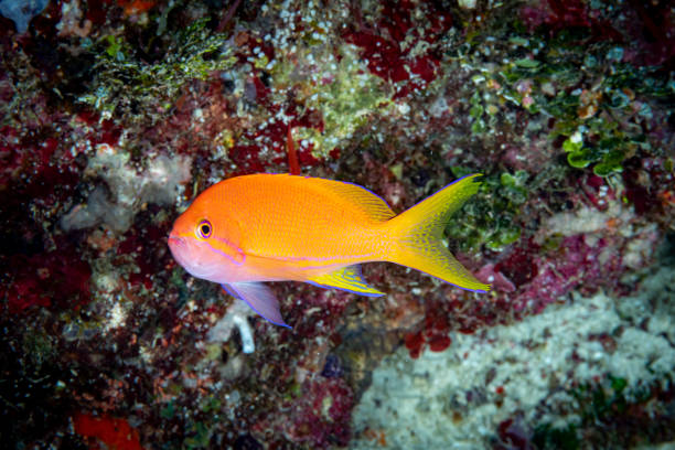istock Squarespot Anthias Pseudanthias pleurotaenia 1735066699