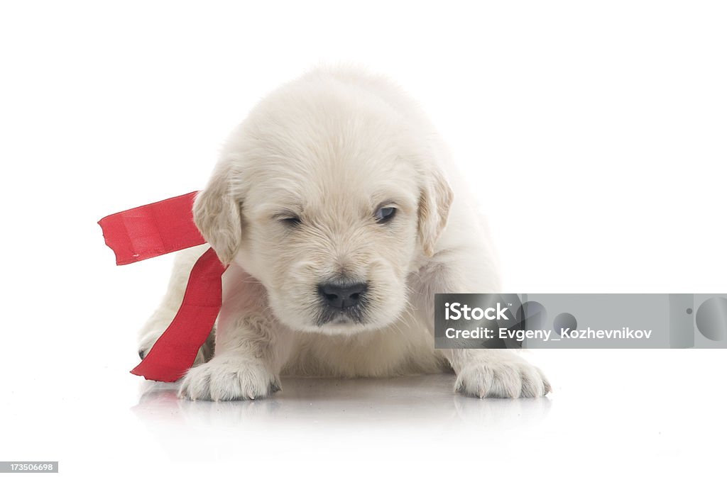 Kleine süße golden retriever Welpe auf weißem Hintergrund - Lizenzfrei Domestizierte Tiere Stock-Foto